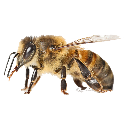 Déplacement d'abeilles