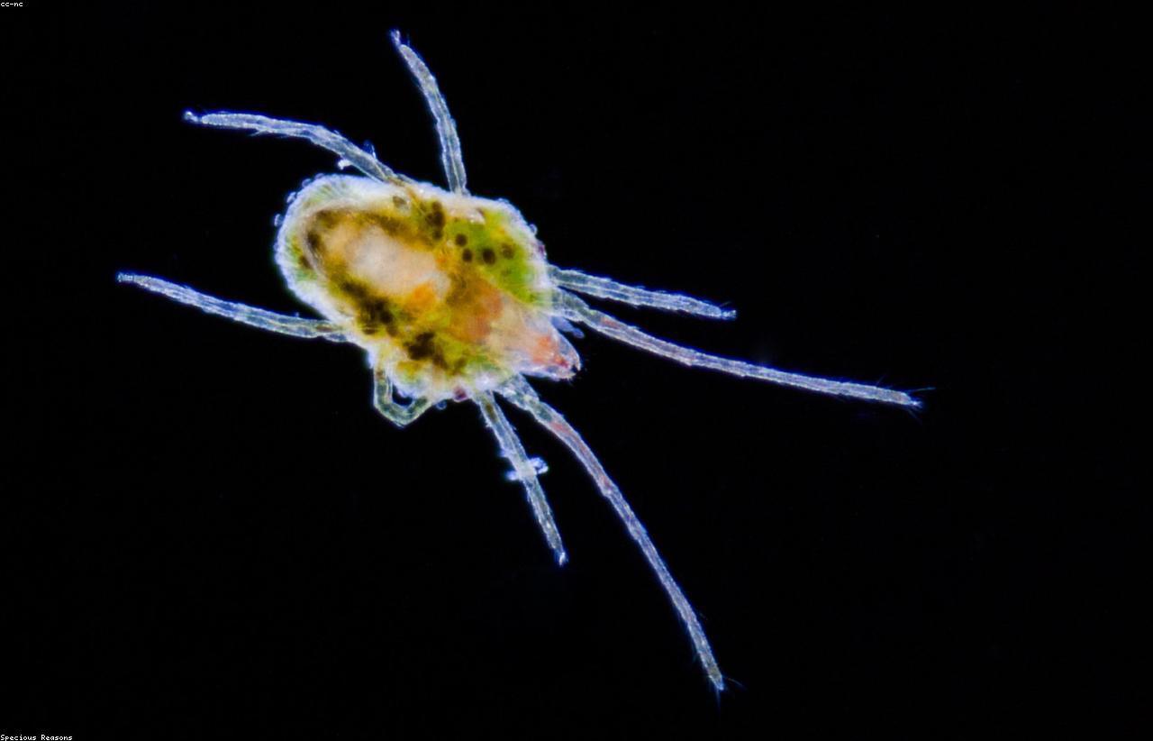 Traitement contre les acariens de la farine