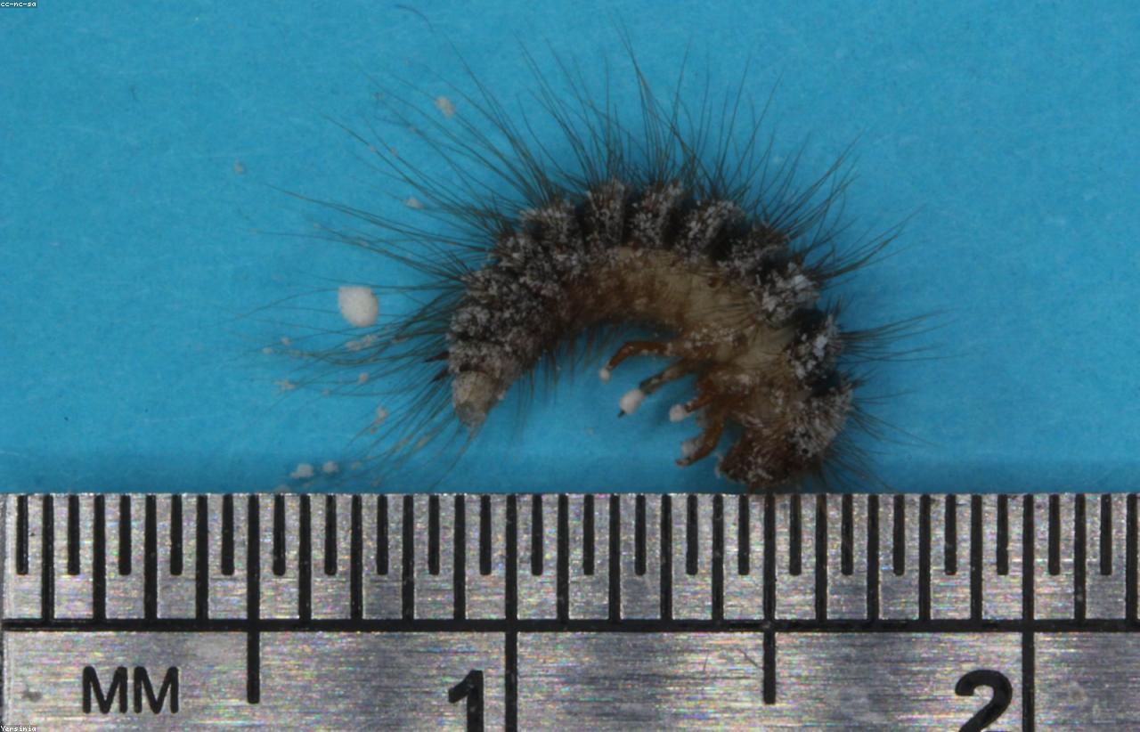 Traitement contre le coléoptère du bacon