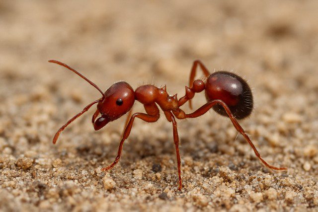 Lutte contre les fourmis
