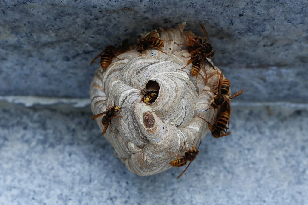 Élimination des frelons et frelons asiatiques