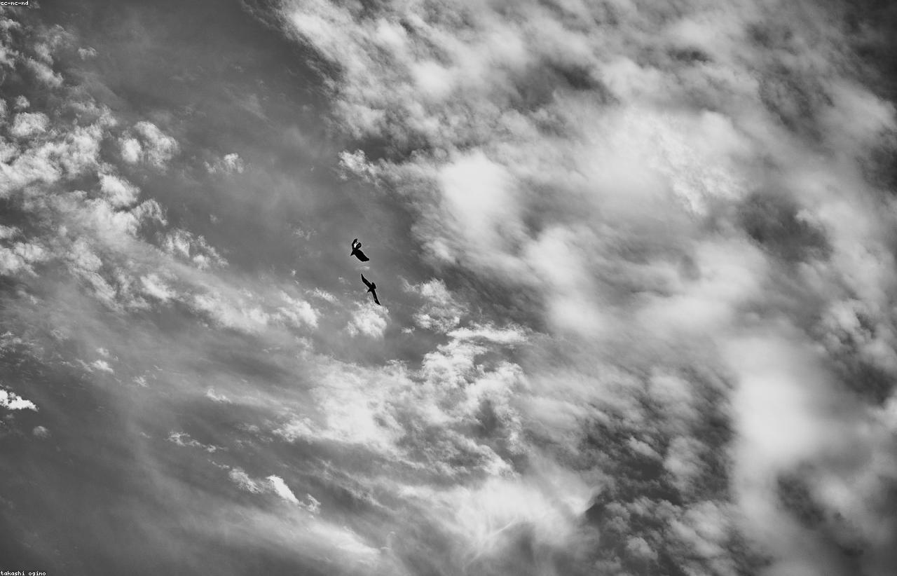 Gestion des nuisances liées aux pigeons