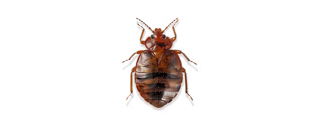 Élimination des punaises de lit