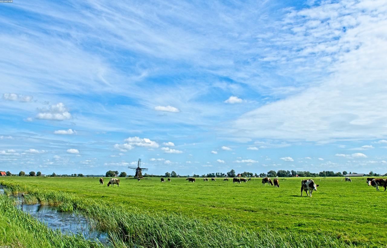 Traitement contre les taupes
